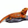 Carolina Custom Cages Habitat Rocks Medium Basking for Reptiles-7