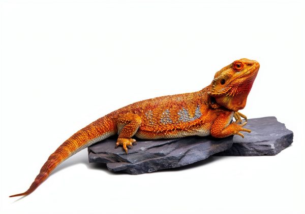 Carolina Custom Cages Habitat Rocks Medium Basking for Reptiles-7