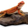 Carolina Custom Cages Habitat Rocks Medium Basking for Reptiles-3