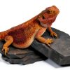 Carolina Custom Cages Habitat Rocks Medium Basking for Reptiles-0