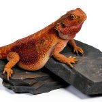 Carolina Custom Cages Habitat Rocks Medium Basking for Reptiles-0