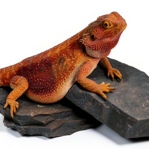Carolina Custom Cages Habitat Rocks Medium Basking for Reptiles-0