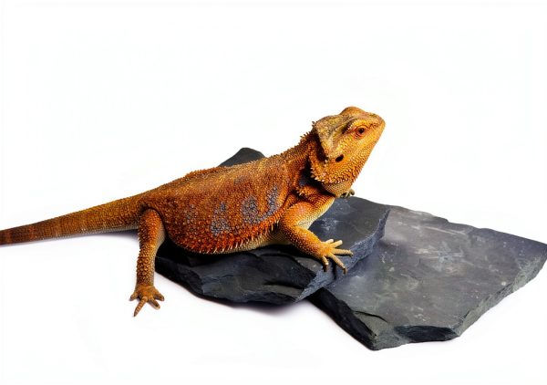 Carolina Custom Cages Habitat Rocks Medium Basking for Reptiles-1