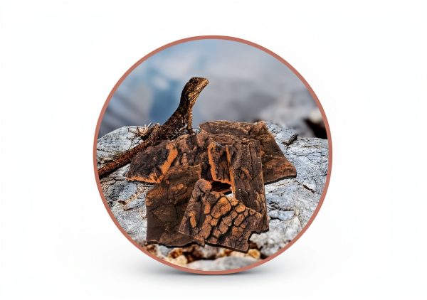 Reptile Bark Platform Homoyoyo Cork Decor Model U04BBUO18192LXOD8T-7