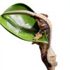 Gecko Tank Accessories Dark Green Logmoriol Oval Rock Décor for-3