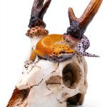 Reptile Decorations White Resin Skull Ornament by MHLLGN for Terrarium-0