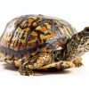 Reptile Basking Platform CAPASTEC Slate Tortoise & Turtle Slip‑Resist-6