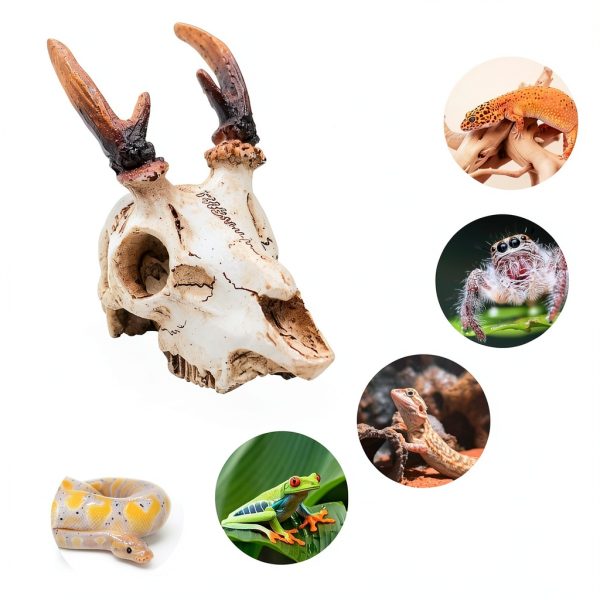 Reptile Decorations White Resin Skull Ornament by MHLLGN for Terrarium-3