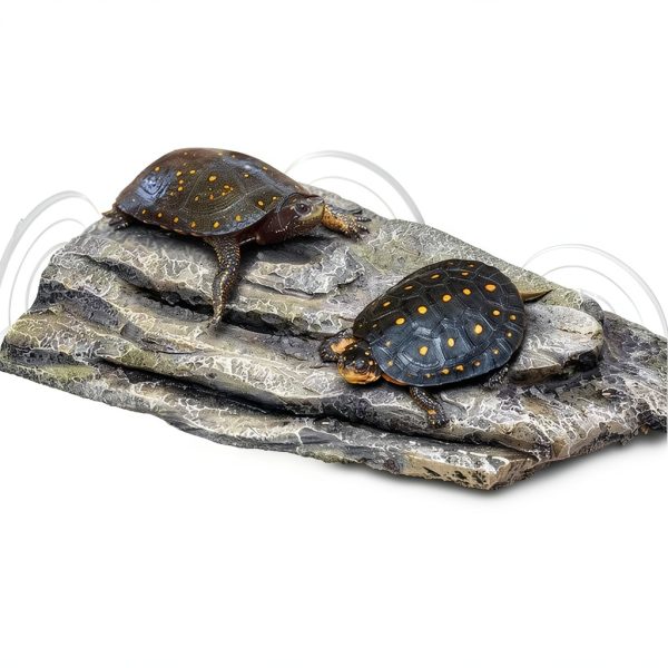 Turtle Basking Platform Tfwadmx Resin Dock with Suction Cups Grey-2