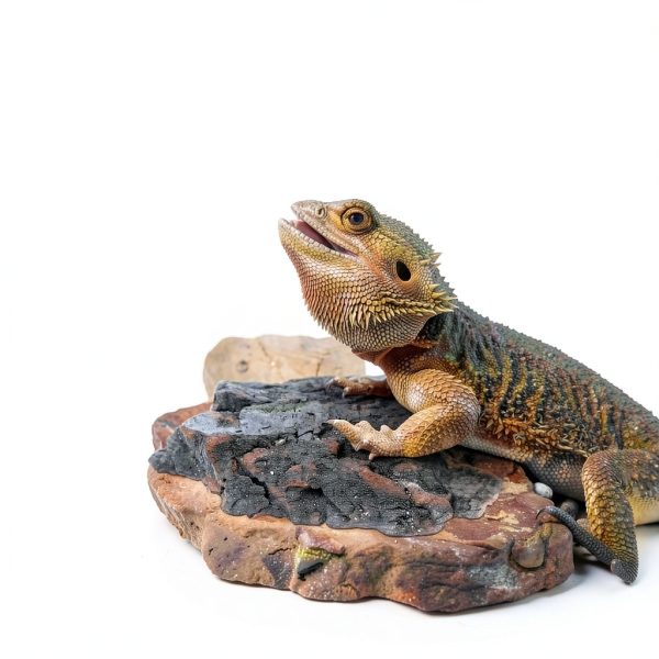 Reptile Cork Bark CLISPEED 4‑Piece Natural Terrarium Climbing Mat-7