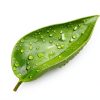 Gecko Tank Accessories Dark Green Logmoriol Oval Rock Décor for-4