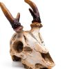 Reptile Decorations White Resin Skull Ornament by MHLLGN for Terrarium-2