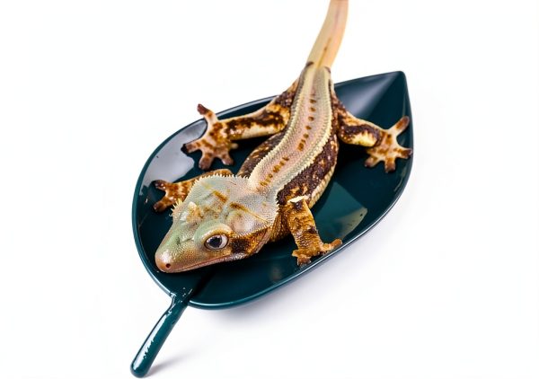 Gecko Tank Accessories Dark Green Logmoriol Oval Rock Décor for-1