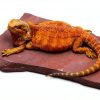 Natural Habitat Basking Rocks Wyoming Rose Large Carolina Custom Cages-0