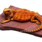 Natural Habitat Basking Rocks Wyoming Rose Large Carolina Custom Cages-0