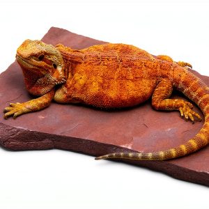 Natural Habitat Basking Rocks Wyoming Rose Large Carolina Custom Cages-0