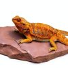 Natural Habitat Basking Rocks Wyoming Rose Large Carolina Custom Cages-6
