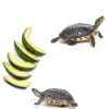 2PCS Turtle Basking Platform 7.9 x 6 inch Rectangle +6 inch Round,Reptile Basking Rocks,Natural Rock Plate,Tortoise Habitat Accessories,Turtle and Fish Bathing Feeding Slate,Aquarium Decoration-3