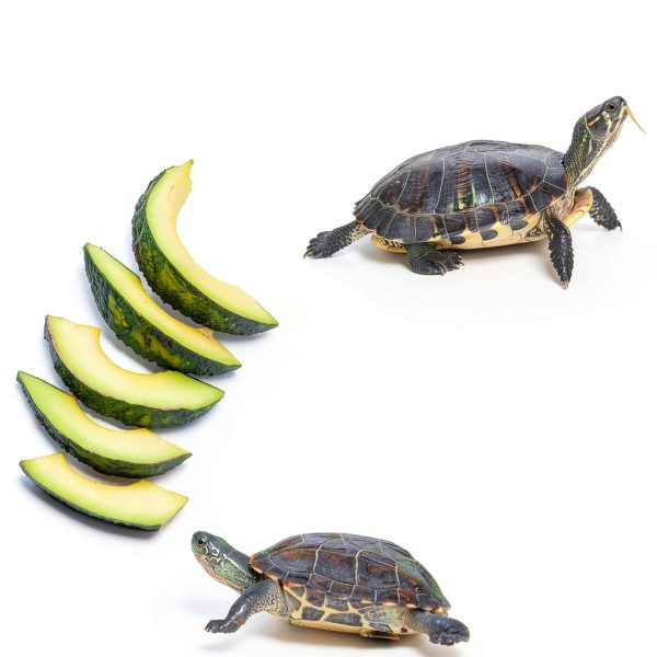 2PCS Turtle Basking Platform 7.9 x 6 inch Rectangle +6 inch Round,Reptile Basking Rocks,Natural Rock Plate,Tortoise Habitat Accessories,Turtle and Fish Bathing Feeding Slate,Aquarium Decoration-3