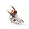 Reptile Decorations White Resin Skull Ornament by MHLLGN for Terrarium-4