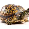 Reptile Basking Platform CAPASTEC Slate for Tortoise Gray Black 3.94"-6