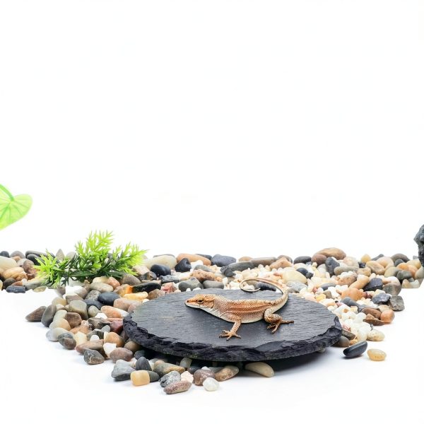 Reptile Basking Platform CAPASTEC Slate Tortoise & Turtle Slip‑Resist-2