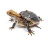 Reptile Cork Bark CLISPEED 4‑Piece Natural Terrarium Climbing Mat-5