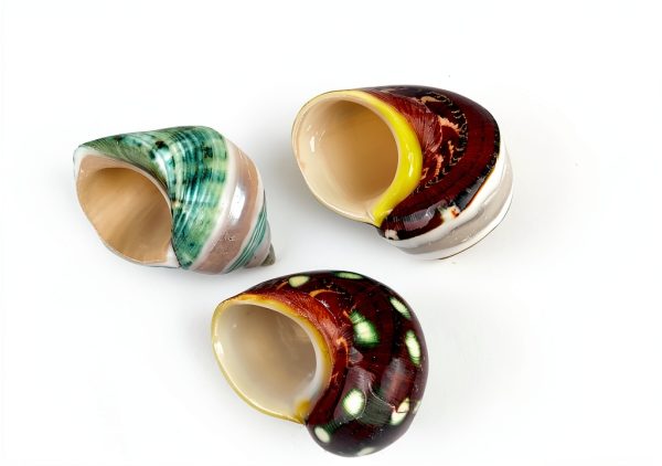 Turbo Shells 3PC Assorted Hermit Crab Set by Heyiwell Approx 2 Inch-1