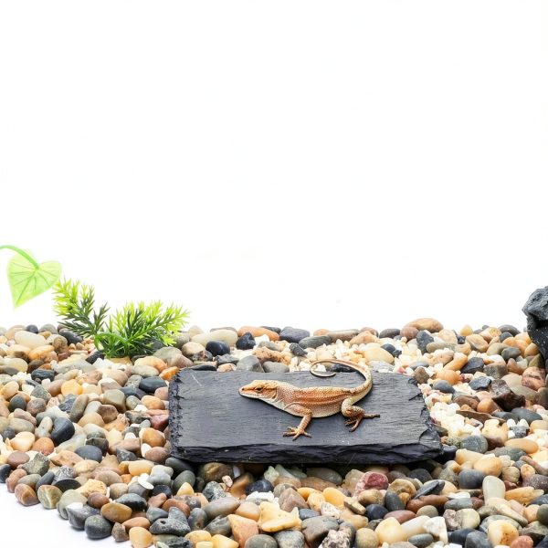 Reptile Basking Platform CAPASTEC Slate for Tortoise Gray Black 3.94"-2