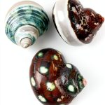 Turbo Shells 3PC Assorted Hermit Crab Set by Heyiwell Approx 2 Inch-0