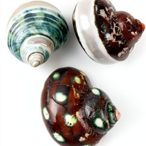 Turbo Shells 3PC Assorted Hermit Crab Set by Heyiwell Approx 2 Inch-0