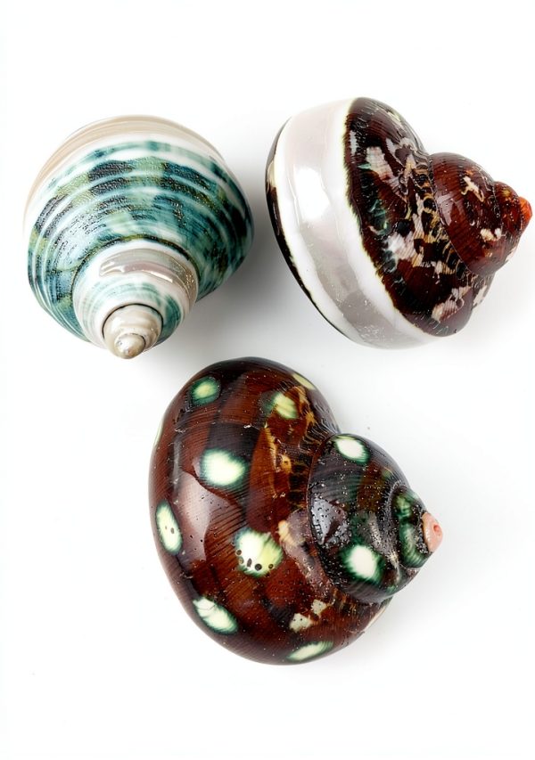 Turbo Shells 3PC Assorted Hermit Crab Set by Heyiwell Approx 2 Inch-0