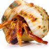 Natural Hermit Crab Shell Set CHINGE ZHI Small to Medium Seashells-4