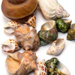 Natural Hermit Crab Shell Set CHINGE ZHI Small to Medium Seashells-0