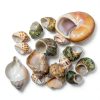 Natural Hermit Crab Shell Set CHINGE ZHI Small to Medium Seashells-2