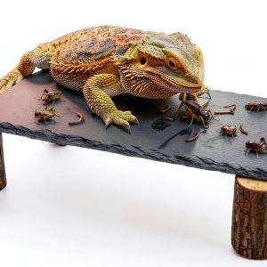 Bearded Dragon Platform kwongkwongRom Rock Slate Wooden Logs-0