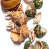 Natural Hermit Crab Shell Set CHINGE ZHI Small to Medium Seashells-1