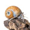 Natural Hermit Crab Shell Set CHINGE ZHI Small to Medium Seashells-5