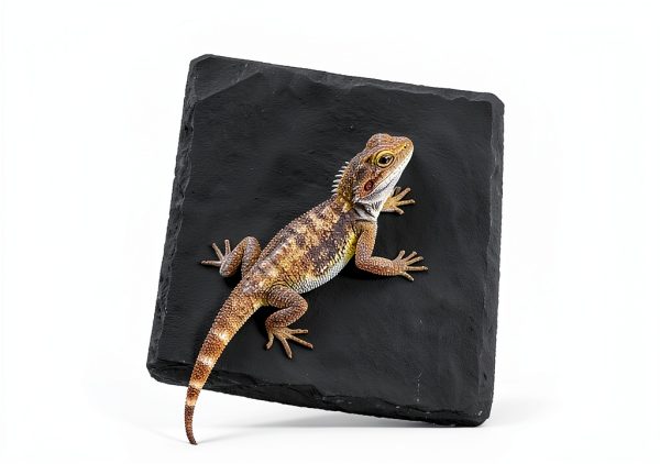 Slate for Tortoise 3.9x3.9 Natural Slate Basking Platform by Alrhso-4