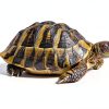 HALONTIN Turtle Basking Platform Slate Rock Gray 9.8x4.7in-2