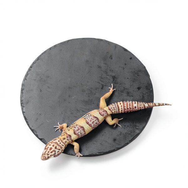 Reptile Basking Platform Rock Tortoise Habitat Slate Rock for Reptiles Food Dish Landscape Habitat Decor Accessories for Crested Gecko Lizard Bearded Dragon Turtle-3