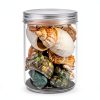Natural Hermit Crab Shell Set CHINGE ZHI Small to Medium Seashells-3