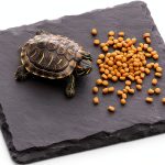 Slate for Tortoise 3.9x3.9 Natural Slate Basking Platform by Alrhso-0